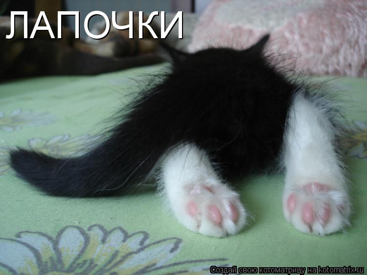 Котоматрица: ЛАПОЧКИ