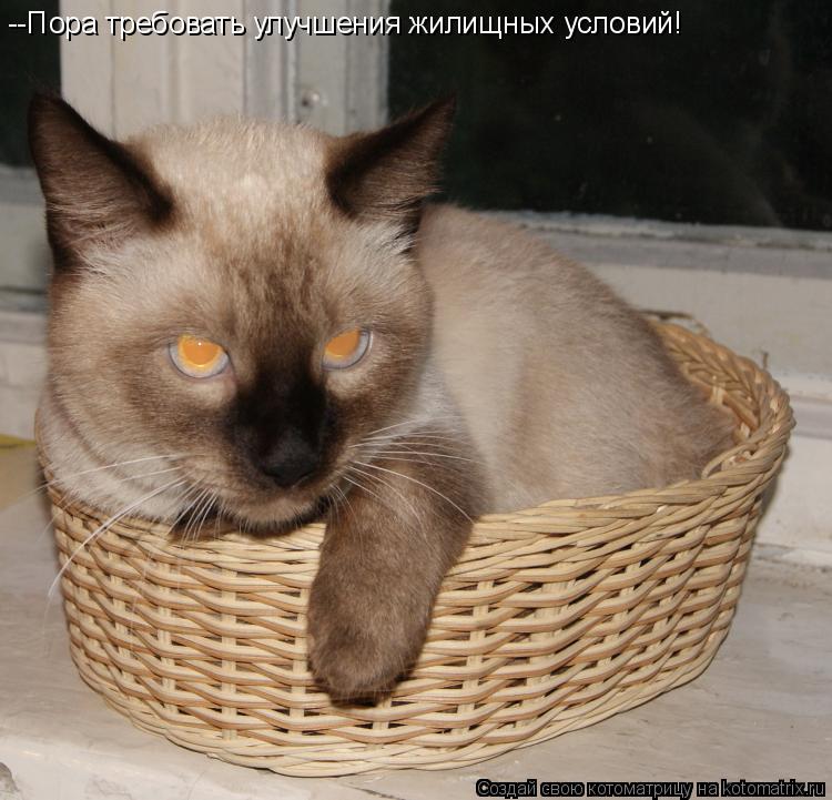 Котоматрица: --Пора требовать улучшения жилищных условий!