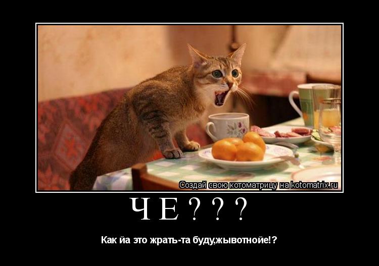 Котоматрица: ЧЁ??? Как йа это жрать-та буду,жывотнойе!?