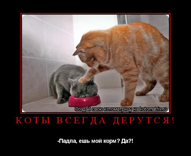 Котоматрица: Коты всегда дерутся! -Падла, ешь мой корм? Да?!