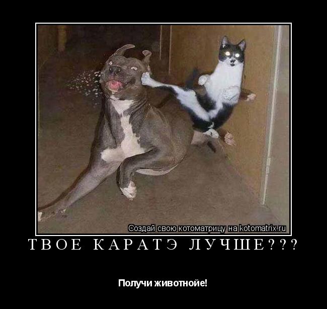 Котоматрица: Твоё Каратэ лучше??? Получи животнойе!