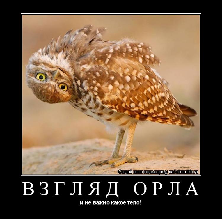 Котоматрица: Взгляд орла и не важно какое тело!