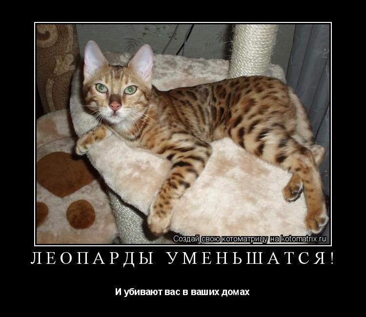 Котоматрица: Леопарды УМЕНЬШАТСЯ! И убивают вас в ваших домах