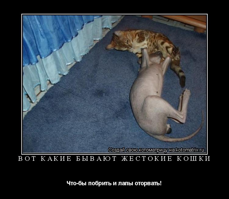 Вот какие бывают жестокие кошки Что-бы побрить и лапы оторвать!... Котоматрица: Вот какие бывают жестокие кошки Что-бы побрить и лапы оторвать!