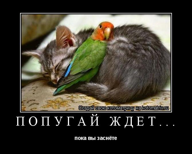 Котоматрица: Попугай ждёт... пока вы заснёте