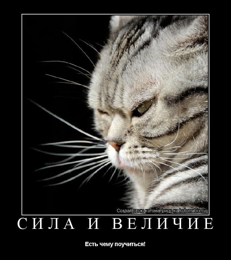 Сила и величие Есть чему поучиться!... Котоматрица: Сила и величие Есть чему поучиться!