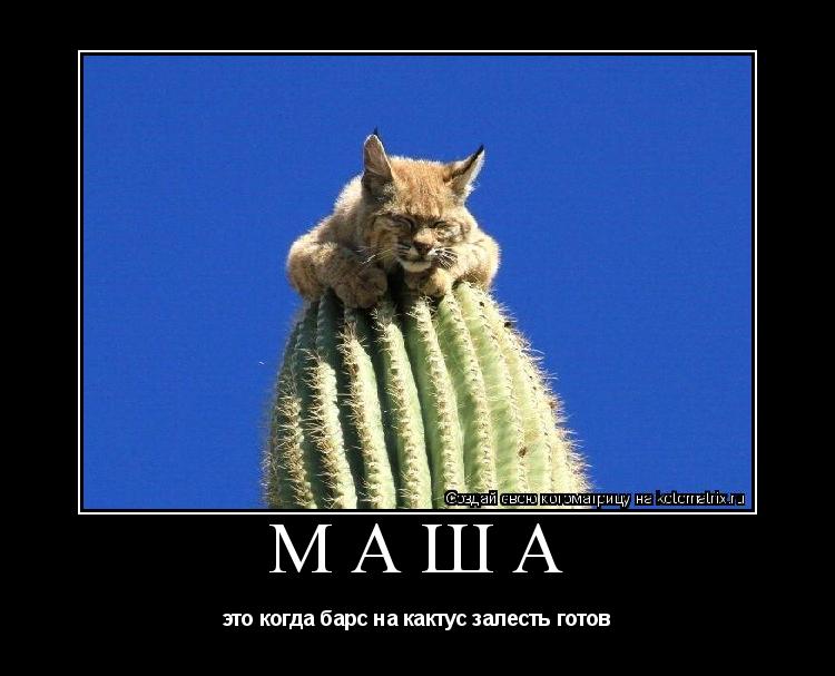 Котоматрица: маша это когда барс на кактус залесть готов