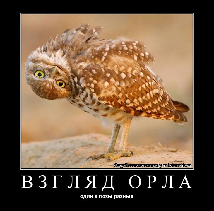 взгляд орла один а позы разные... Котоматрица: взгляд орла один а позы разные