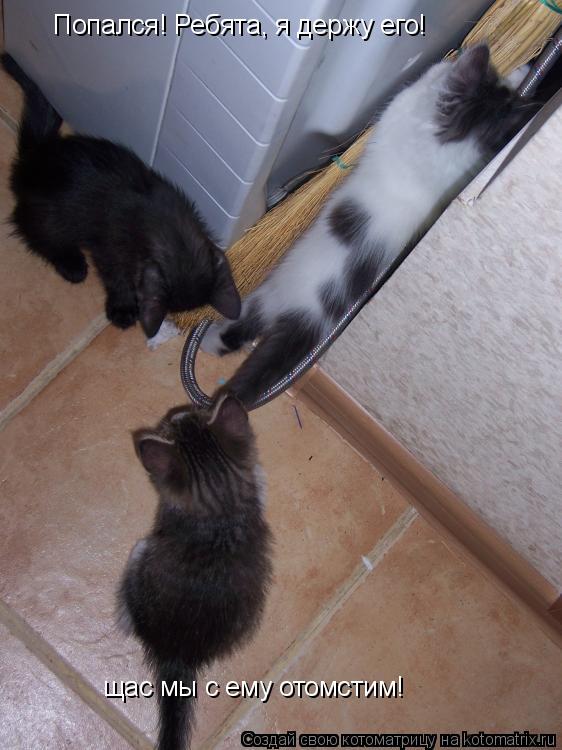 Котоматрица: Попался! Ребята, я держу его!  щас мы с ему отомстим!