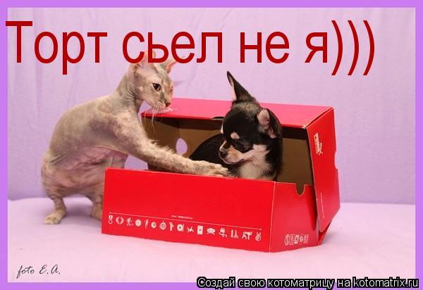 Котоматрица: Торт сьел не я)))