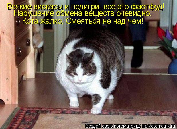 Котоматрица: Всякие вискасы и педигри, всё это фастфуд! Нарушение обмена веществ очевидно. Кота жалко, Смеяться не над чем!