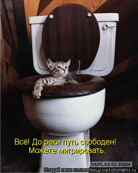 Котоматрица: Всё! До реки путь свободен! Можете мигрировать.