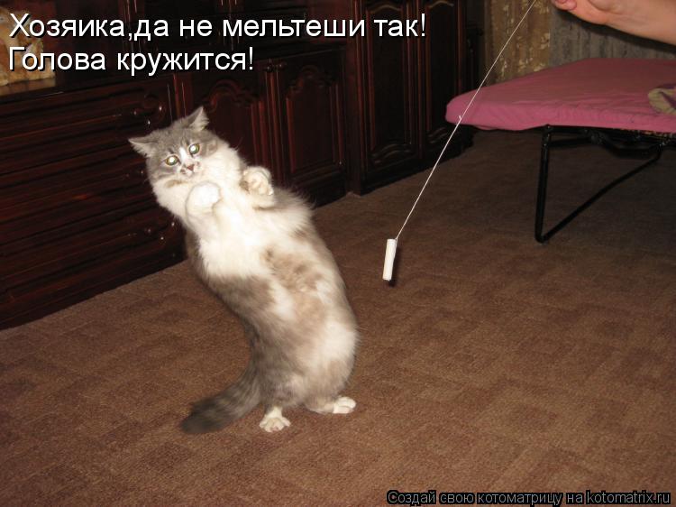Котоматрица: Хозяика,да не мельтеши так! Голова кружится!