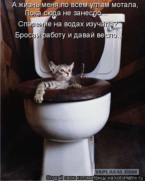 Котоматрица: А жизнь меня по всем углам мотала, Пока сюда не занесло... Спасение на водах изучала? Бросай работу и давай весло...