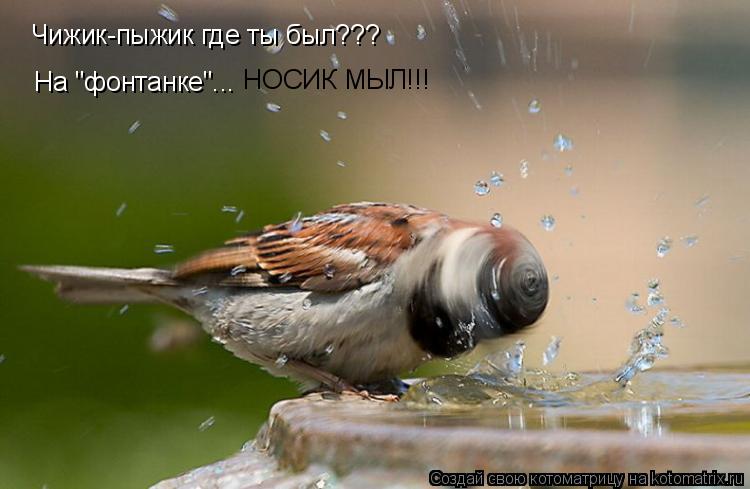 Чижик-пыжик где ты был??? На "фонтанке"... НОСИК МЫЛ!!!... Котоматрица: Чижик-пыжик где ты был??? На "фонтанке"... НОСИК МЫЛ!!!