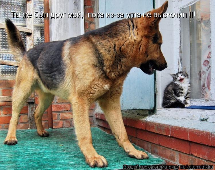 Ты же был друг мой, пока из-за угла не выскочил !!!... Котоматрица: Ты же был друг мой, пока из-за угла не выскочил !!!