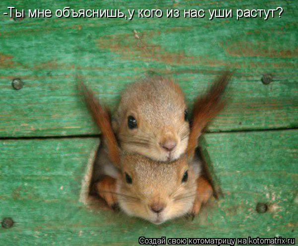 -Ты мне объяснишь,у кого из нас уши растут?... Котоматрица: -Ты мне объяснишь,у кого из нас уши растут?