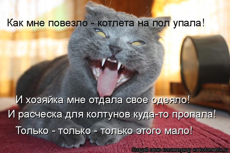 Как мне повезло - котлета на пол упала! И хозяйка мне отдала свое одеяло! И расческа для колтунов куд... Котоматрица: Как мне повезло - котлета на пол упала! И хозяйка мне отдала свое одеяло! И расческа для колтунов куда-то пропала! Только - только - только это