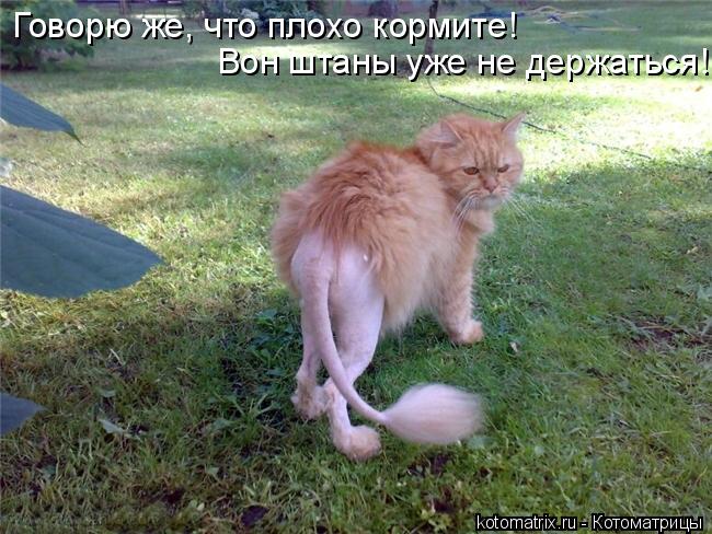 Котоматрица: Говорю же, что плохо кормите! Вон штаны уже не держаться!
