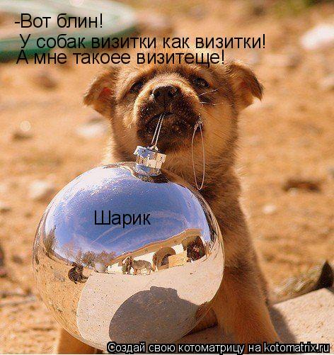 Котоматрица: -Вот блин!  У собак визитки как визитки! А мне такоее визитеще! Шарик