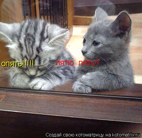 Котоматрица: опять!!!!! пятю  пять?
