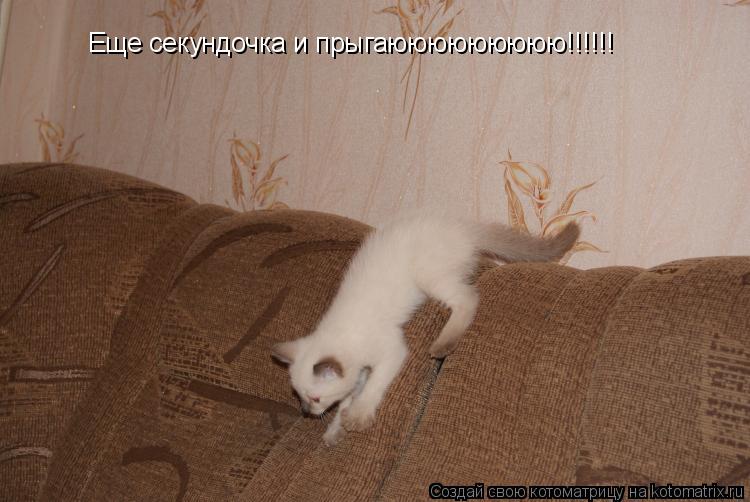Еще секундочка и прыгаююююююююю!!!!!!... Котоматрица: Еще секундочка и прыгаююююююююю!!!!!!