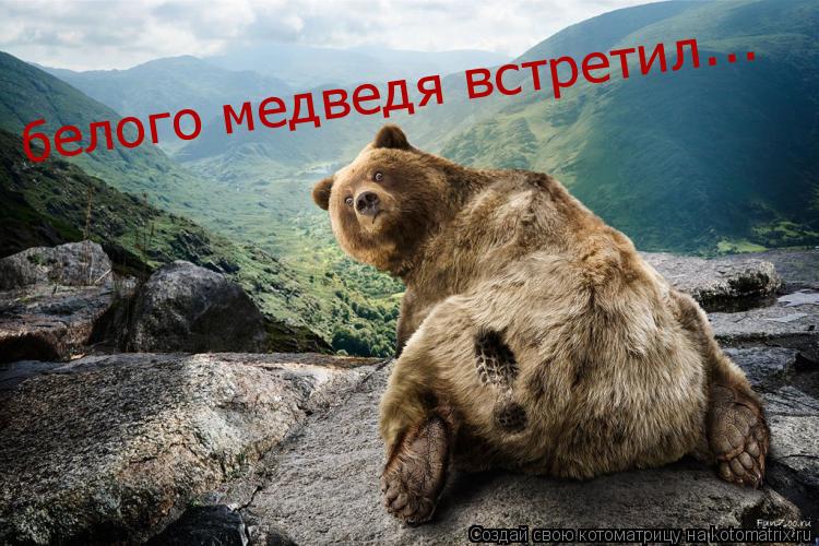 Котоматрица: белого медведя встретил...