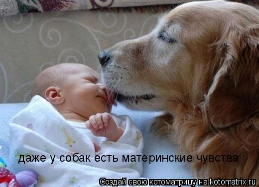 Котоматрица: даже у собак есть материнские чувства