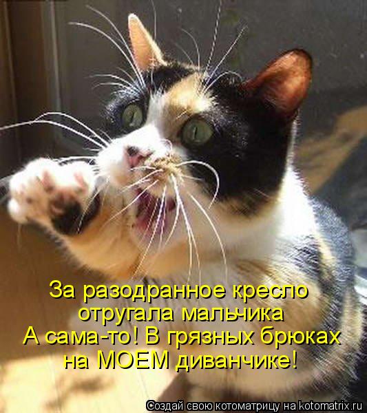 Котоматрица: За разодранное кресло отругала мальчика А сама-то! В грязных брюках на МОЕМ диванчике!