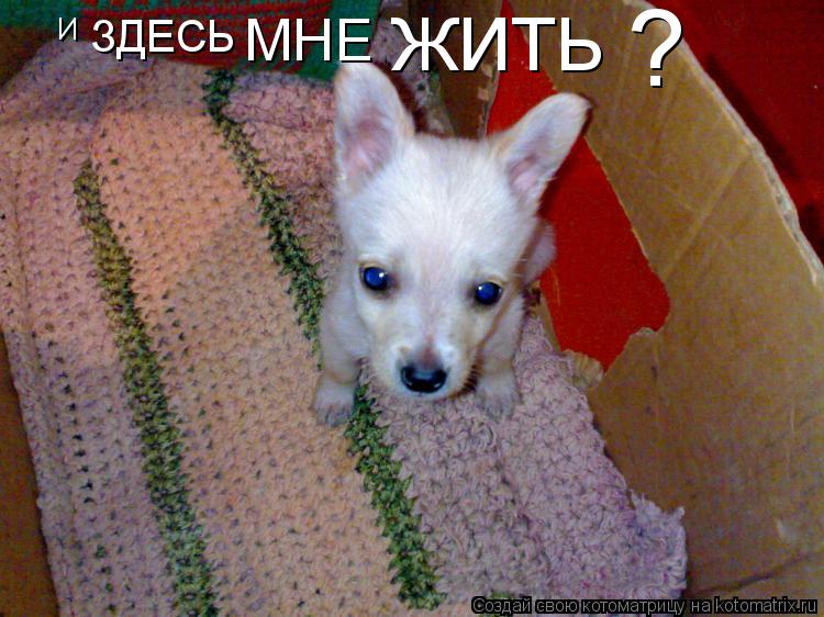 Котоматрица: И ЗДЕСЬ МНЕ ЖИТЬ ?