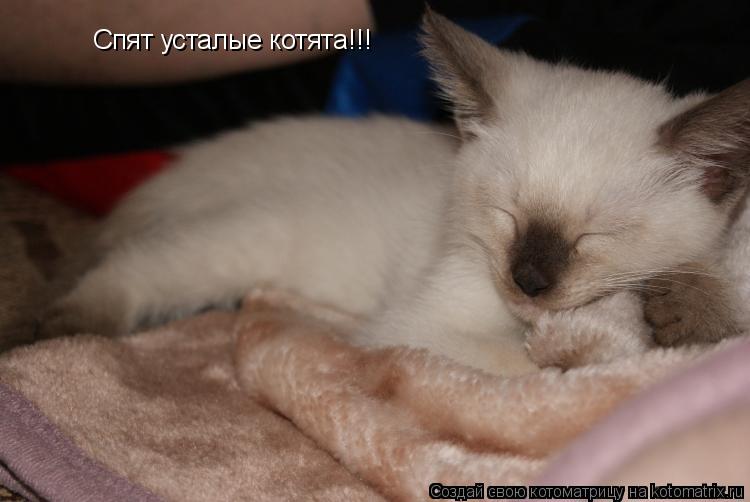 Спят усталые котята!!!... Котоматрица: Спят усталые котята!!!