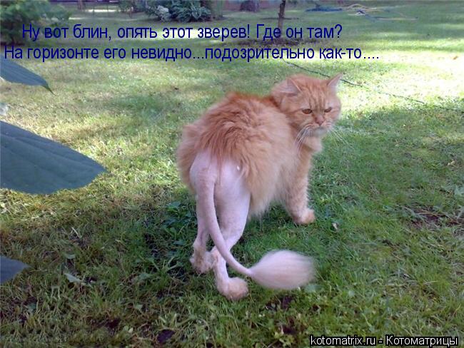 Котоматрица: Ну вот блин, опять этот зверев! Где он там? На горизонте его невидно...подозрительно как-то....