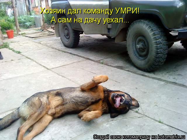 Котоматрица: Хозяин дал команду УМРИ! А сам на дачу уехал...