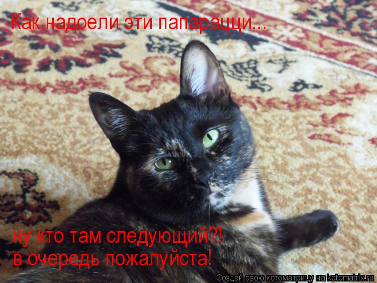 Котоматрица: Как надоели эти папарацци... ну кто там следующий?! в очередь пожалуйста! ну кто там следующий?!  в очередь пожалуйста!