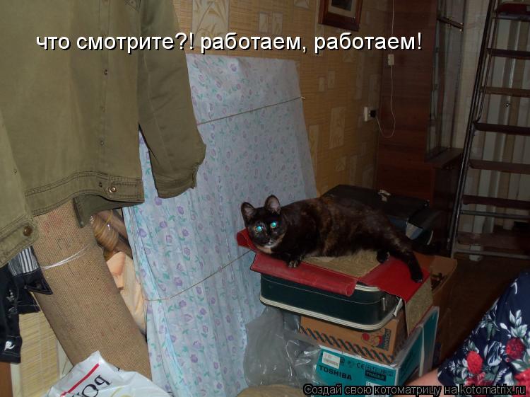 Котоматрица: что смотрите?! работаем, работаем!