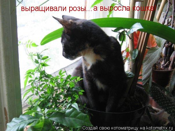Котоматрица: выращивали розы... а выросла кошка!