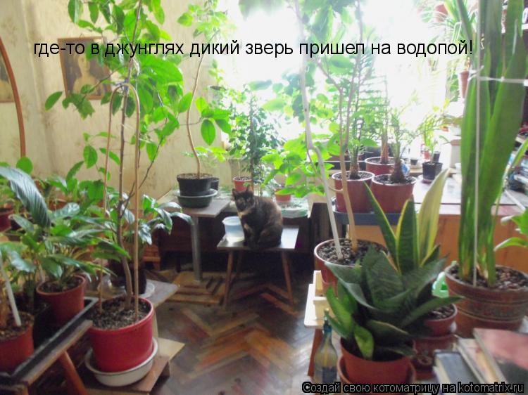 Котоматрица: где-то в джунглях дикий зверь пришел на водопой!
