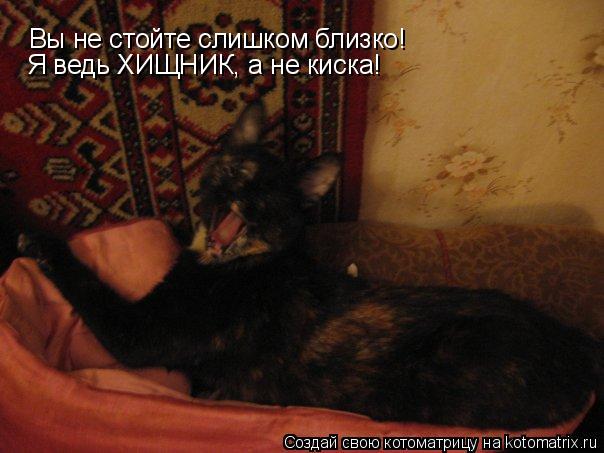 Котоматрица: Вы не стойте слишком близко!  Я ведь ХИЩНИК, а не киска!