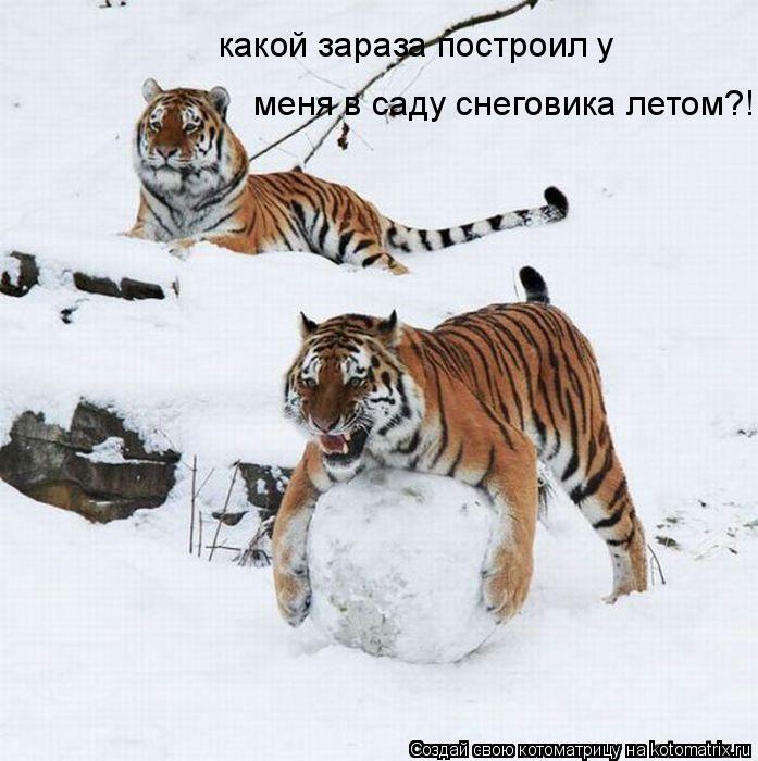 Котоматрица: какой зараза построил у  меня в саду снеговика летом?!