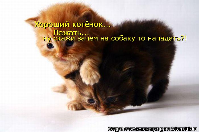 Котоматрица: Хороший котёнок... Лежать... ну скажи зачем на собаку то нападать?!