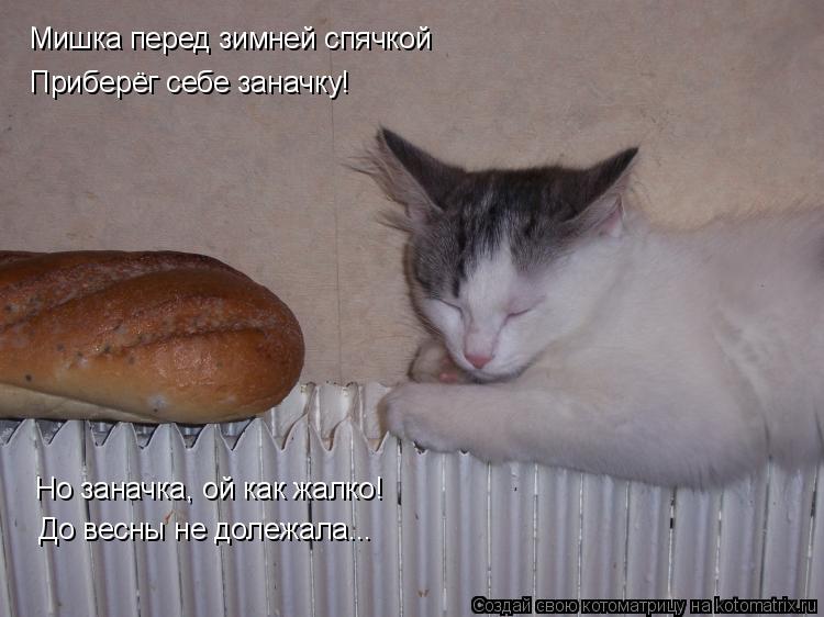 Мишка перед зимней спячкой Приберёг себе заначку! Но заначка, ой как жалко! До весны не долежала...... Котоматрица: Мишка перед зимней спячкой Приберёг себе заначку! Но заначка, ой как жалко! До весны не долежала...