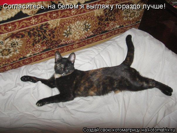 Котоматрица: Согласитесь, на белом я выгляжу гораздо лучше!