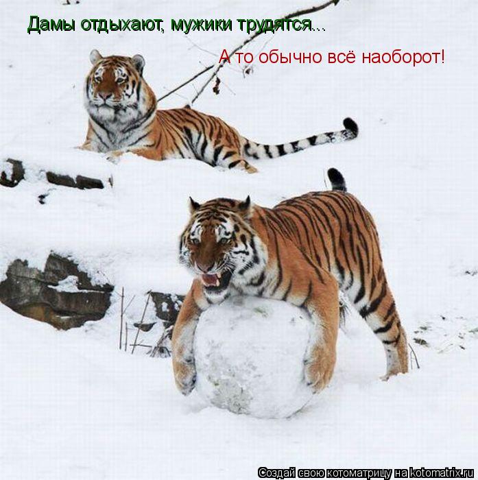 Котоматрица: Дамы отдыхают, мужики трудятся...  А то обычно всё наоборот!