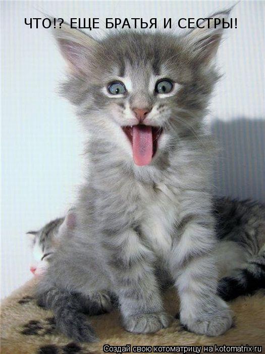 Котоматрица: ЧТО!? ЕЩЕ БРАТЬЯ И СЕСТРЫ!