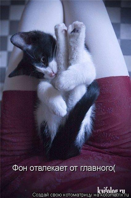 Котоматрица: Фон отвлекает от главного(