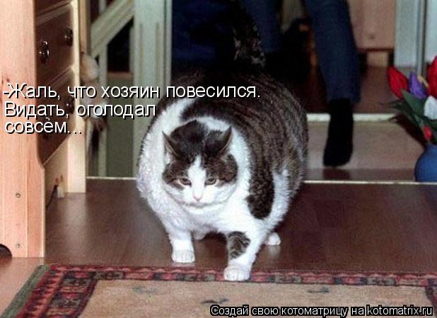 Котоматрица: -Жаль, что хозяин повесился. Видать, оголодал совсем...