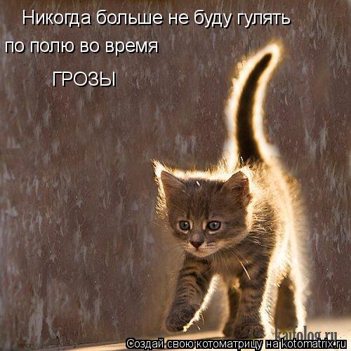 Котоматрица: Никогда больше не буду гулять по полю во время ГРОЗЫ