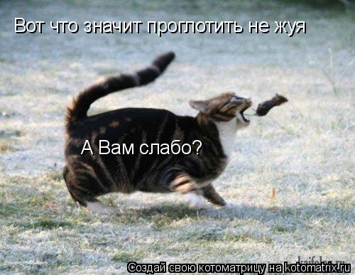 Котоматрица: Вот что значит проглотить не жуя А Вам слабо?