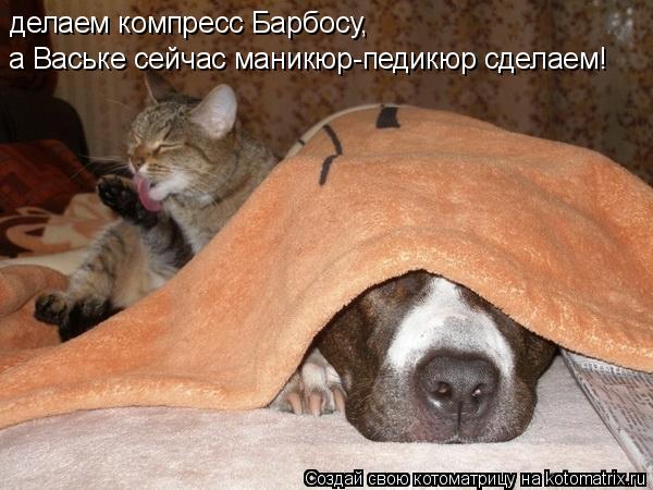 Котоматрица: делаем компресс Барбосу, а Ваське сейчас маникюр-педикюр сделаем!
