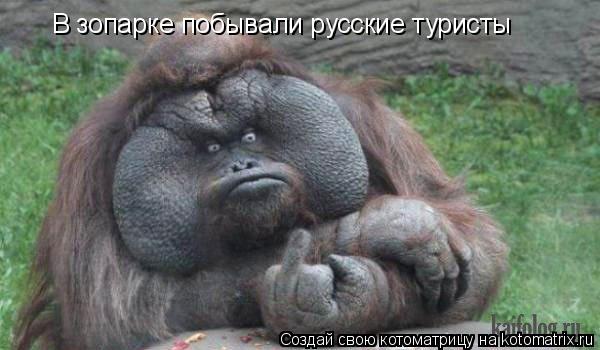Котоматрица: В зопарке побывали русские туристы
